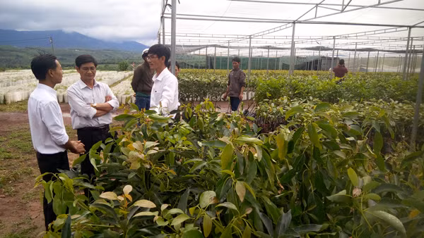 Đoàn công tác Sở Nông nghiệp và PTNT kiểm tra 1 cơ sở sản xuất kinh doanh giống cây ăn quả tại huyện Ia Grai. Ảnh: Lê Nam 