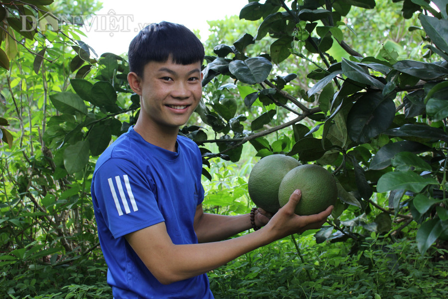 Ngoài ổi lê Đài Loan, hiện Thành đang trồng hơn 1000 gốc dừa, bưởi, vú sữa, hồng xiêm... theo hướng hữu cơ. (Ảnh: PL)