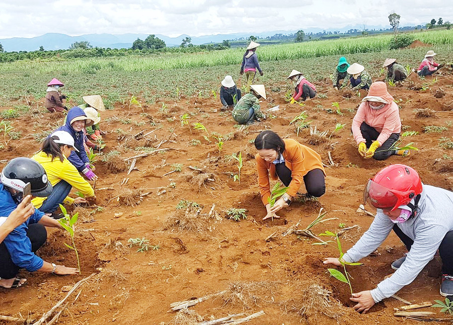  Trồng 3.300 cây keo tại Tiểu khu 152 thuộc địa bàn xã Nghĩa An. Ảnh: Minh Châu