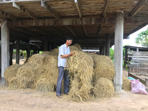 Gia đình ông Ksor Vian (buôn Ama Đă, xã Chư Mố, huyện Ia Pa) thường bảo quản rơm rạ dưới gầm nhà sàn. Ảnh: R.H