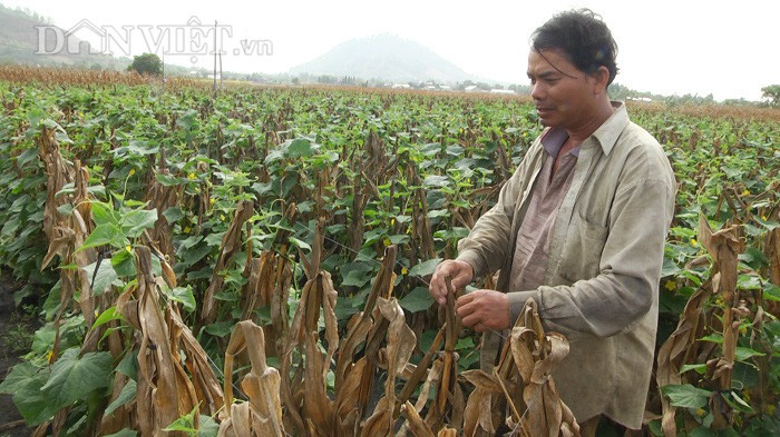 Anh Phạm Đình Thôi (xã Lang Minh, huyện Xuân Lộc, tỉnh Đồng Nai và giàn dưa leo được làm bằng thân bắp. Anh Phạm Đình Thôi (xã Lang Minh, huyện Xuân Lộc, tỉnh Đồng Nai và giàn dưa leo được làm bằng thân bắp.