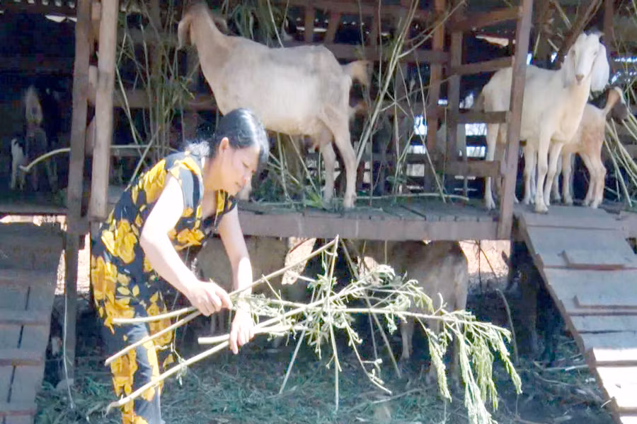 Chị Nguyễn Thị Tuyết (thôn Hòa An, thị trấn Nhơn Hòa) chăm sóc đàn dê của gia đình. Ảnh: Phạm Ngọc 