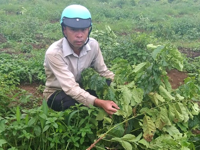 Anh Vũ Xuân Hải ứa nước mắt nhìn vườn cà phê bị đốn hạ nằm ngổn ngang vào chiều 3.7.2020