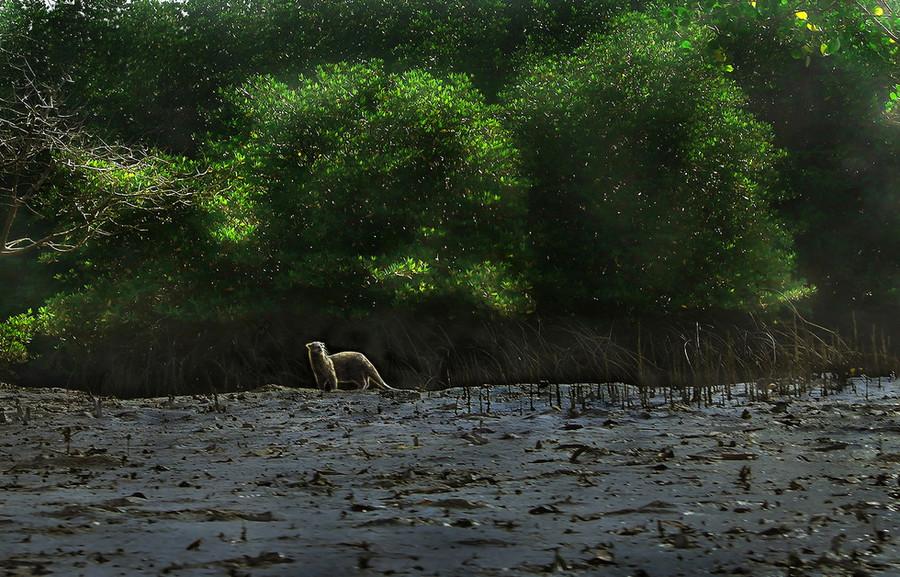  Tác phẩm Rái cá rừng ngập mặn Cần Giờ của tác giả Nguyễn Thanh Tùng đồng giải ba