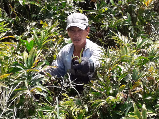  Nhân công đang thu hoạch rau móp tại xã Trung An, Củ Chi. Ảnh Trần Đáng