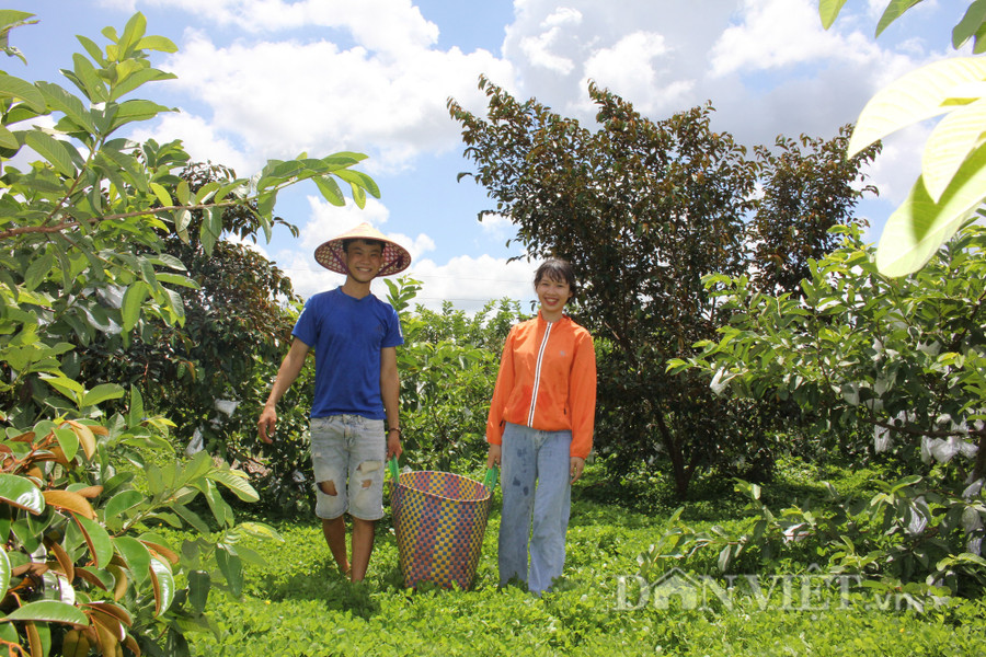 Làm nông nghiệp sạch, nông sản từ vườn của Thành luôn bán được giá cao, sản lượng ổn định. (Ảnh: PL)