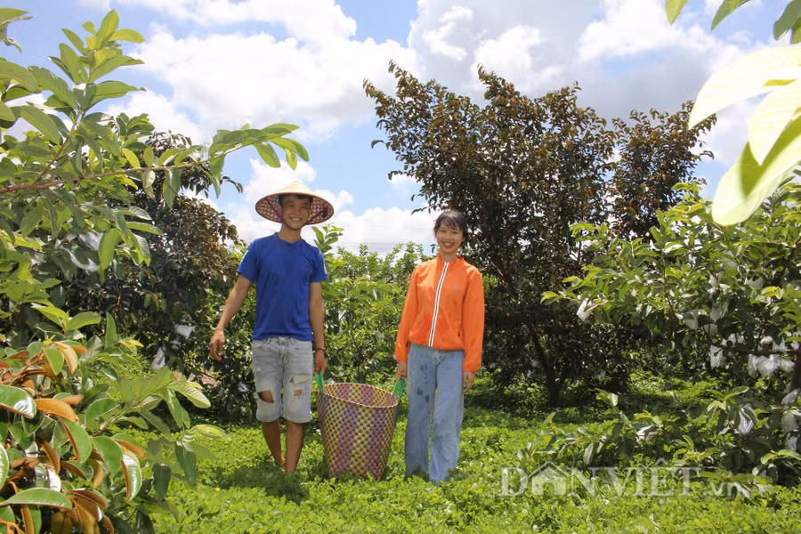 Làm nông nghiệp sạch, nông sản từ vườn của Thành luôn bán được giá cao, sản lượng ổn định. (Ảnh: PL)