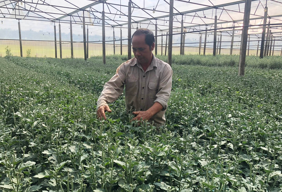 Ông Lê Đình Hùng (làng Ia Hét, xã Ia Băng, huyện Đak Đoa) chăm sóc vườn hoa cúc của gia đình. Ảnh: A.H Ông Lê Đình Hùng (làng Ia Hét, xã Ia Băng, huyện Đak Đoa) chăm sóc vườn hoa cúc của gia đình. Ảnh: A.H