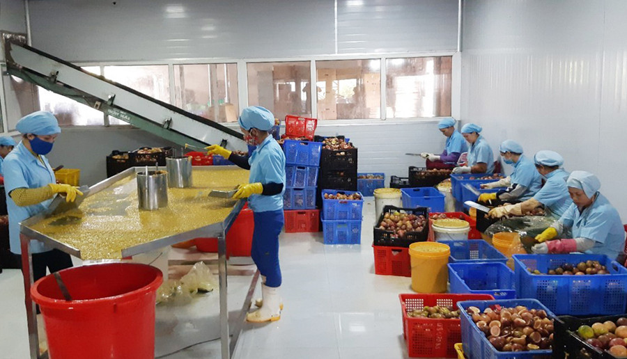 Quy trình sơ chế chanh dây của HTX Nông nghiệp và Dịch vụ Hùng Thơm Gia Lai (xã Đak Ta Ley) đảm bảo tiêu chuẩn an toàn vệ sinh thực phẩm. Ảnh: Phương Linh Quy trình sơ chế chanh dây được HTX Nông nghiệp và Dịch vụ Hùng Thơm Gia Lai đảm bảo tiêu chuẩn an toàn vệ sinh thực phẩm-ảnh Phương Linh (1)