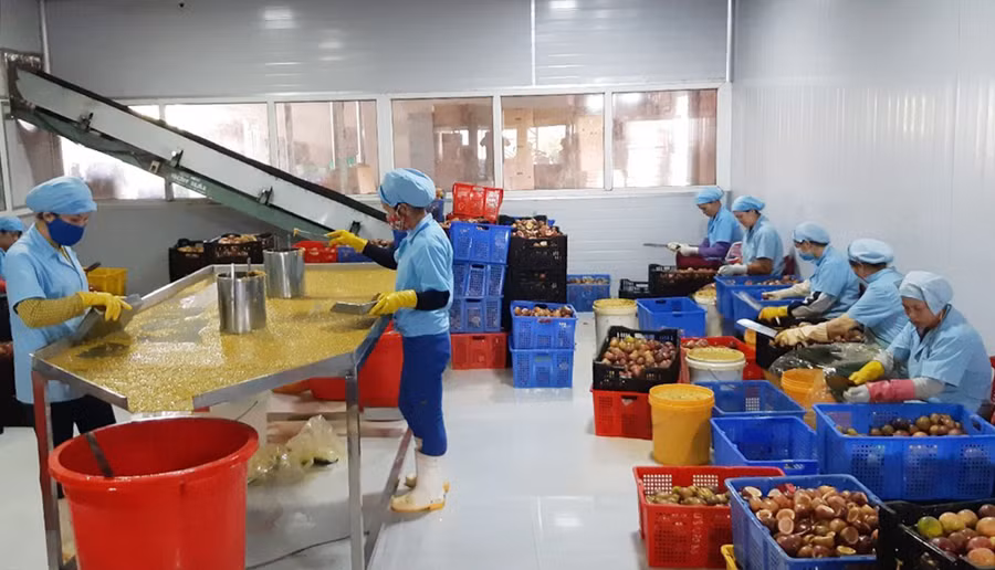 Quy trình sơ chế chanh dây được HTX Nông nghiệp và Dịch vụ Hùng Thơm Gia Lai đảm bảo tiêu chuẩn an toàn vệ sinh thực phẩm-ảnh Phương Linh (1)