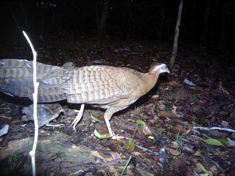 Trĩ sao được chụp bằng bẫy ảnh tại Kon Plông. Ảnh: FFI. 