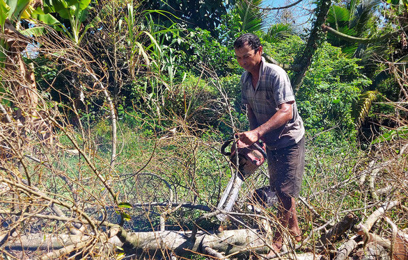 Nhà vườn đốn bỏ sầu riêng bị ảnh hưởng hạn mặn tại xã Ngũ Hiệp, huyện Cai Lậy (Tiền Giang). Ảnh: CHÍ CÔNG