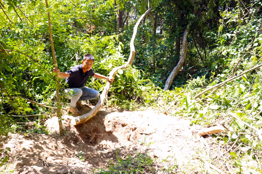 Rừng bị đào xới nham nhở để lấy bằng lăng. Ảnh: Lê Văn Ngọc 
