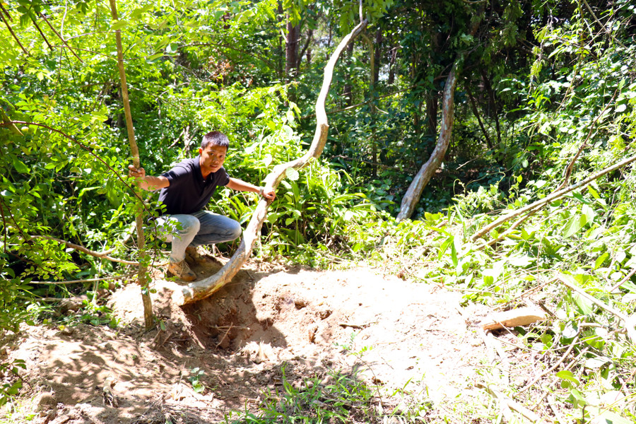 Rừng bị đào xới nham nhở để lấy bằng lăng. Ảnh: Lê Văn Ngọc 