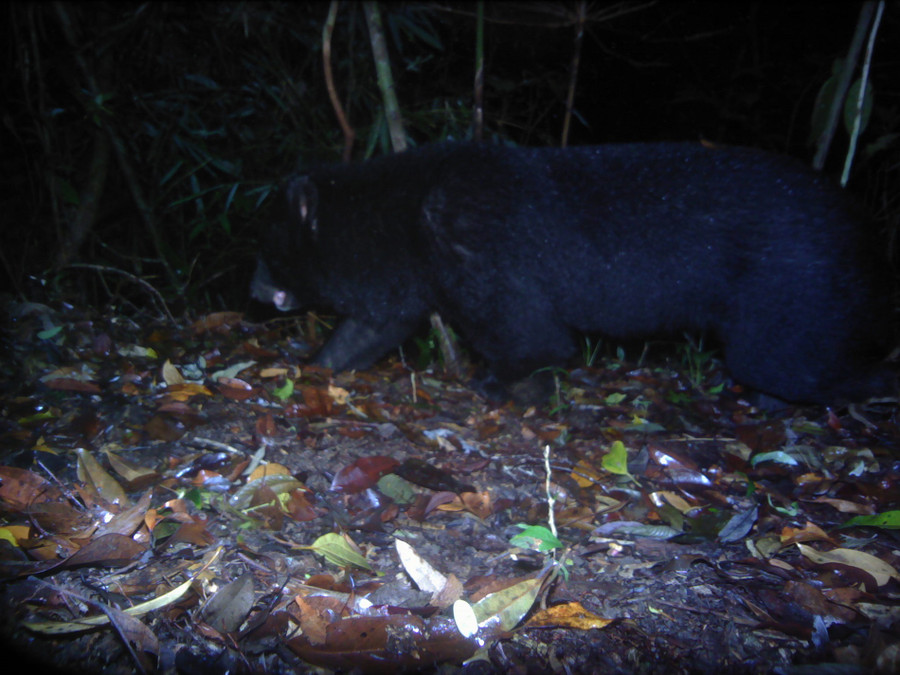 Gấu ngựa chụp bằng bẫy ảnh tại Kon Plông. Ảnh: FFI. 
