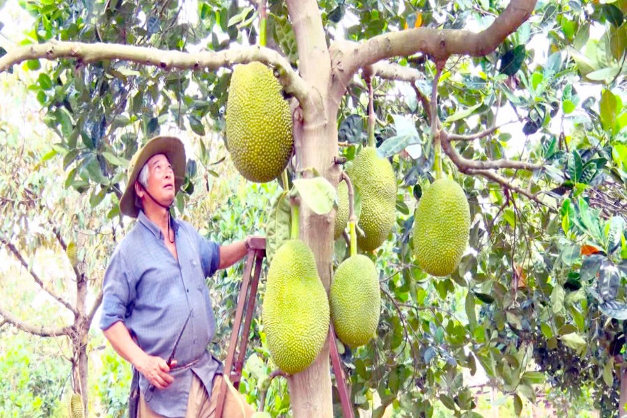 Ông Nghiệp thu hoạch mít. Ảnh: Phạm Ngọc 