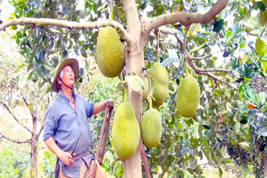 Ông Nghiệp thu hoạch mít. Ảnh: Phạm Ngọc 