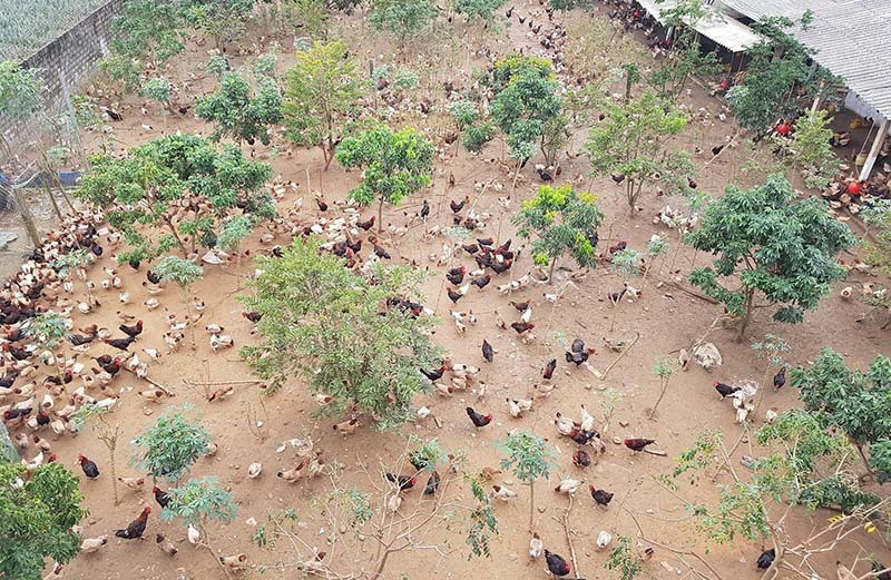 Hiện anh Bình gây dựng được trang trại rộng 1ha với đàn gà đẻ lên tới 10.000 con