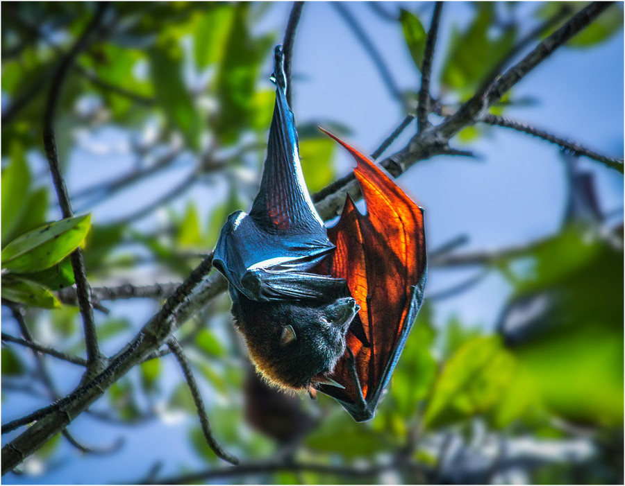 Tác phẩm Dơi nghệ của tác giả Phạm Thanh Sơn đồng giải ba