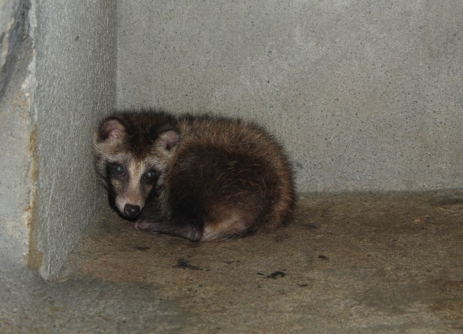 Một con lửng đang được điều trị, chăm sóc tại trung tâm. Ảnh: KHÁNH HOAN