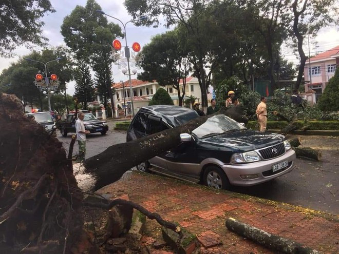 Chiếc xe ô tô bị cây sao bật gốc ngã đổ đè bẹp dúm