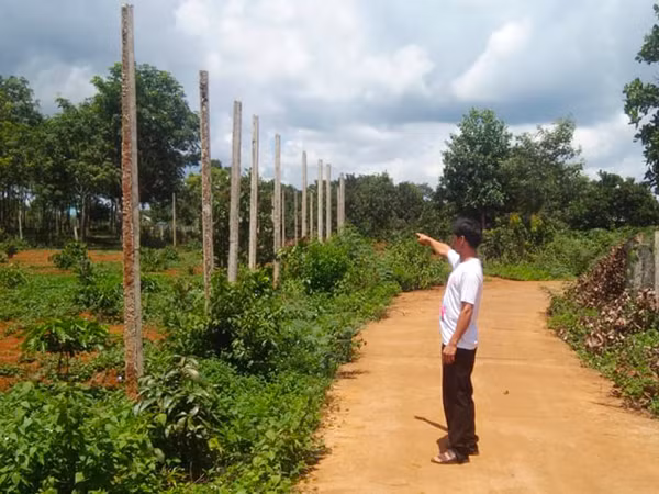 Giá trụ hồ tiêu được đúc bằng xi măng bán rẻ mạt nên anh Nguyễn Văn Long (làng Mui, xã Bình Giáo, huyện Chư Prông) dùng làm hàng rào. Ảnh: Hà Phương