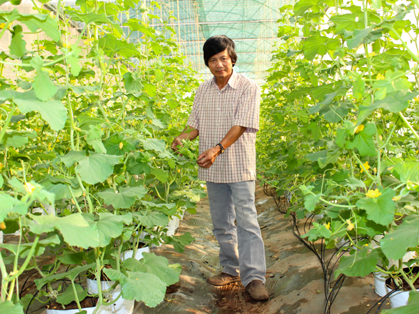 Vườn dưa lưới của Công ty TNHH một thành viên Hương Đất An Phú (TP.Pleiku). Ảnh: N.D