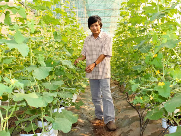 Vườn dưa lưới của Công ty TNHH một thành viên Hương Đất An Phú (TP.Pleiku). Ảnh: N.D