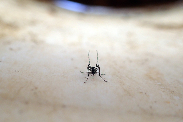 Muỗi Aedes hút máu trên tay người - Ảnh: Noah H. Rose Muỗi Aedes hút máu trên tay người - Ảnh: Noah H. Rose