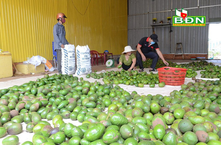 Sản lượng lớn nhưng tiêu thụ chậm và ảnh hưởng Covid-19 nên giá bơ năm 2020 bị đẩy xuống. Ảnh: Thu mua bơ tại một đại lý ở thị trấn Kiến Đức (huyện Đắk R'lấp, tỉnh Đắk Nông).