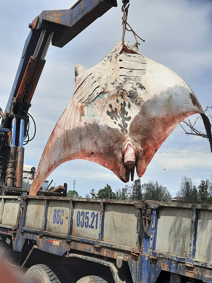 Con cá đuối sau khi đánh bắt Con cá đuối sau khi đánh bắt