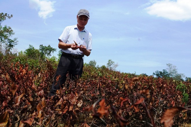 Nhiều diện tích trồng cây chè của người dân ở H.Hương Khê (Hà Tĩnh) bị cháy vàng ẢNH: PHẠM ĐỨC