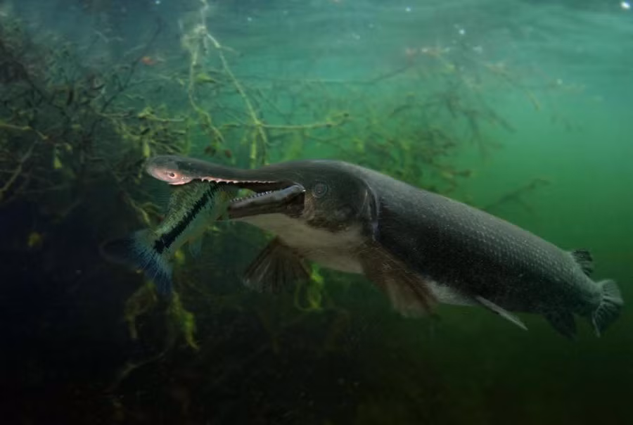 Cá láng Bắc Mỹ được cho là loài cá nước ngọt có kích thước lớn nhất ở khu vực này (Ảnh: Alamy)