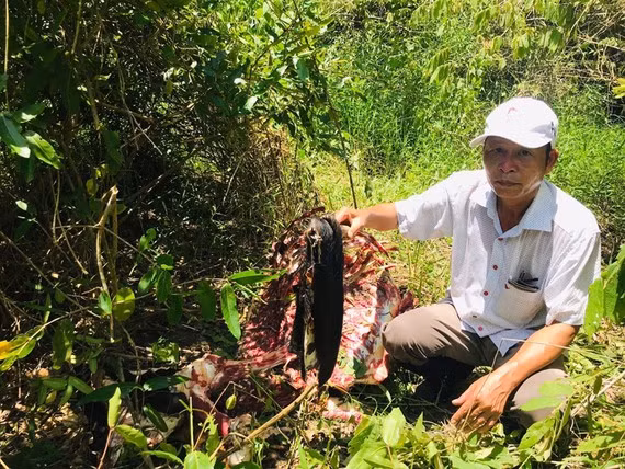 Hiện trường xác bò tót bị lâm tặc xẻ thịt
