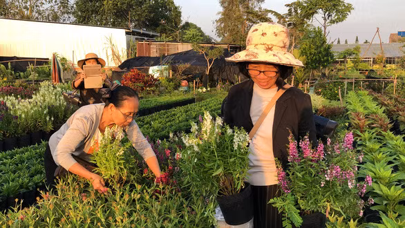 Người dân tưới hoa, mua hoa ở Làng hoa Sa Đéc - Ảnh: LÝ QUỐC ĐẲNG