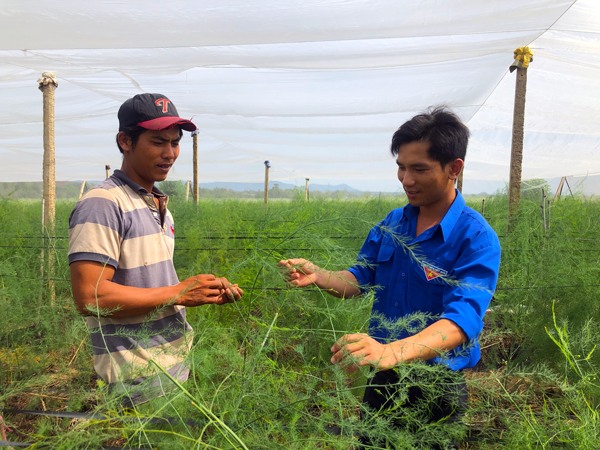 Trồng măng tây mang lại thu nhập cao cho người dân xã Tân An, huyện Đak Pơ. Ảnh: Ngọc Minh