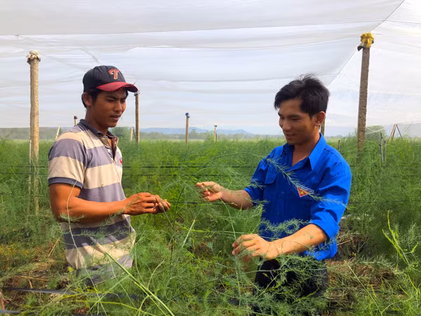 Trồng măng tây mang lại thu nhập cao cho người dân xã Tân An, huyện Đak Pơ. Ảnh: Ngọc Minh
