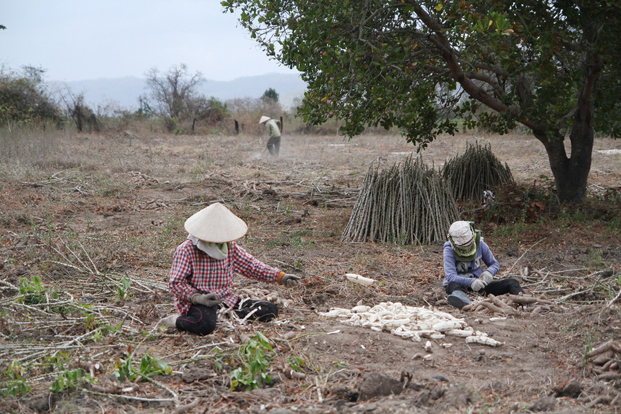 Mì là cây trồng chủ lực của xã Ia Rsai nhưng do ảnh hưởng thời tiết, dịch bệnh, giá cả nên hiệu quả kinh tế mang lại rất thấp. Ảnh: Quang Tấn Mỳ là cây trồng chủ lực của xã nhưng do ảnh hưởng của thời tiết, dịch bệnh, giá cả nên hiệu quả kinh tế mạng lại trên đơn vị diện tích đạt rất thấp