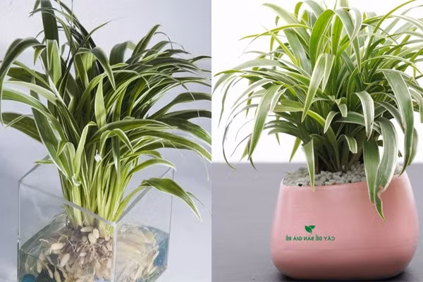 Cây nhện có khả năng hấp thụ các tia bức xạ và thanh lọc không khí nhanh chóng. Đồ họa: Phan Anh