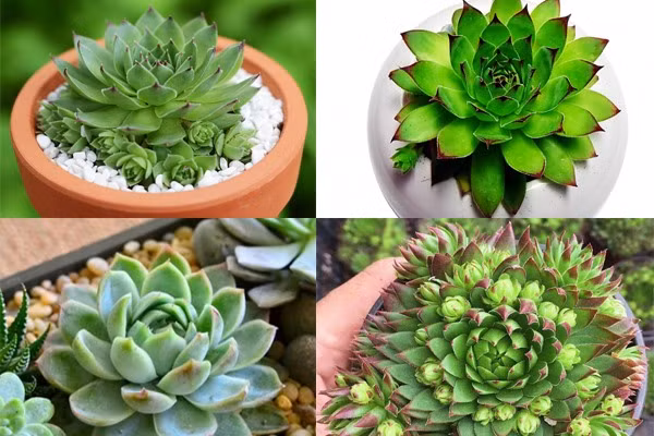 Sen đá rất dễ chăm sóc, không cần tưới nhiều nước và không cần nhiều ánh sáng. Đồ họa: Phan Anh