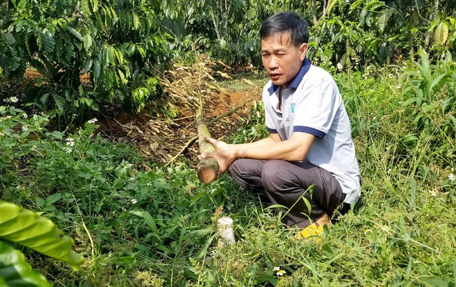 Vườn sầu riêng 5 năm tuổi của gia đình ông Nguyễn Văn Phạm (thôn 15, xã Hòa Ninh) bị chặt hạ hơn 3 tháng nay vẫn chưa tìm ra thủ phạm