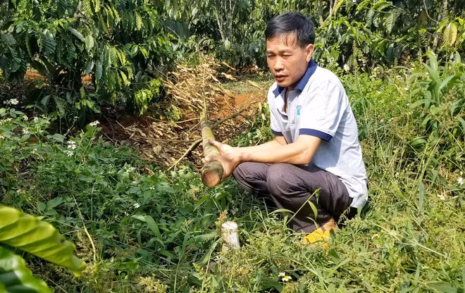 Vườn sầu riêng 5 năm tuổi của gia đình ông Nguyễn Văn Phạm (thôn 15, xã Hòa Ninh) bị chặt hạ hơn 3 tháng nay vẫn chưa tìm ra thủ phạm