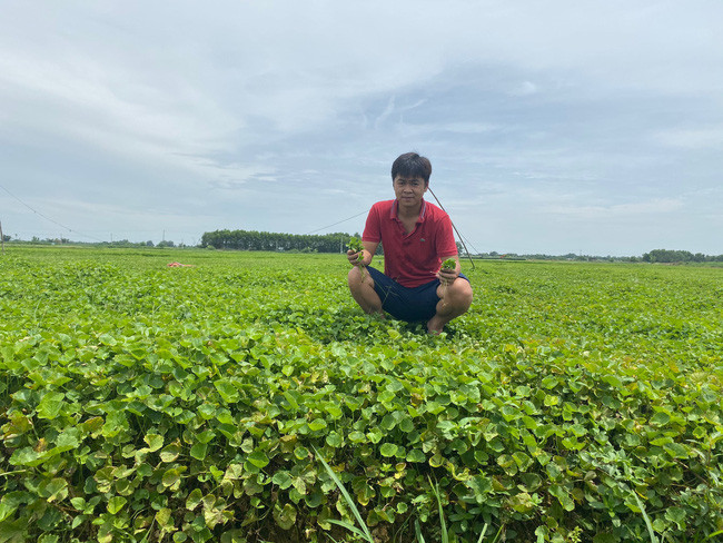 Rau má organic, được trồng theo đúng tiêu chuẩn Vietgap.