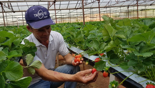 Dâu tây Đà Lạt được Cục Sở hữu trí tuệ Cấp Giấy chứng nhận bảo hộ độc quyền ẢNH: LÂM VIÊN