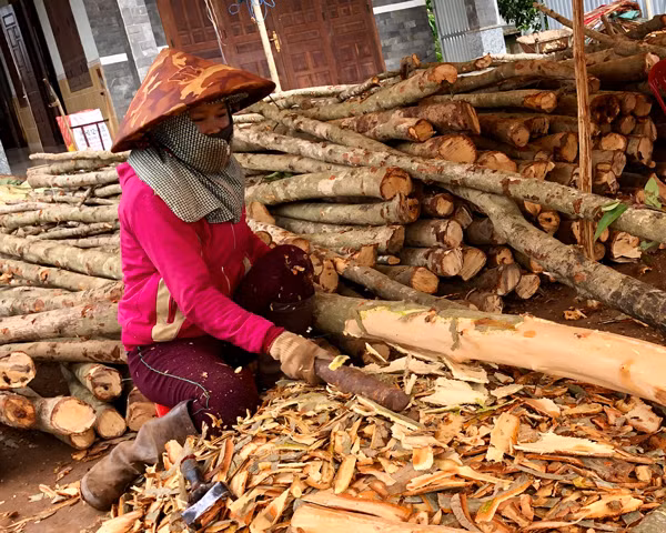 Chị Nguyễn Thị Phương Thảo (thôn 2, xã Nghĩa Hòa, huyện Chư Pah) có nguồn thu nhập để trang trải cuộc sống nhờ nghề cạo vỏ bời lời. Ảnh: N.T Chị Nguyễn Thị Phương Thảo (thôn 2, xã Nghĩa Hòa, huyện Chư Pah) có nguồn thu nhập để trang trải cuộc sống nhờ cạo vỏ cây bời lời. Ảnh: N.T