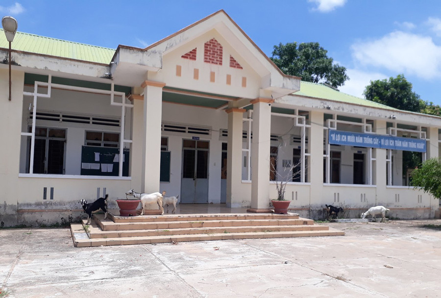 Một đàn dê “dạo chơi” trong sân Trường Tiểu học và THCS Kpă Klơng (xã Ia Kdăm, huyện Ia Pa). Ảnh: H.S  Một đàn dê “dạo chơi” trong sân Trường Tiểu học và THCS Kpă Klơng (xã Ia Kdăm, huyện Ia Pa). Ảnh: H.S