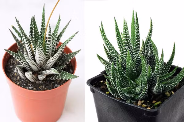 Nha đam không chỉ được dùng làm đẹp mà còn là loài cây hút bức xạ máy tính hiệu quả. Đồ họa: Phan Anh