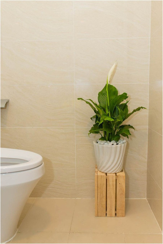 Nhờ khả năng hấp thụ ẩm mốc trong không khí, rèm tắm, thảm sàn, Lan Ý là lựa chọn hàng cho khu vực phòng tắm hay nhà vệ sinh.