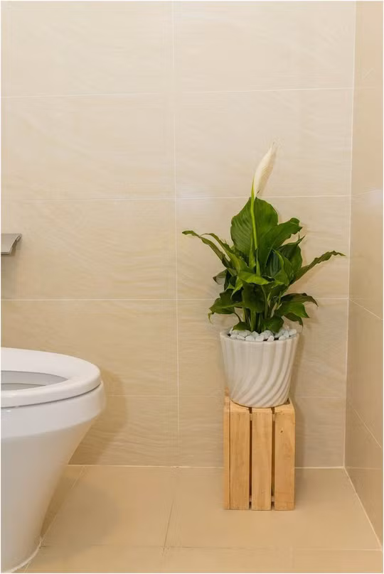 Nhờ khả năng hấp thụ ẩm mốc trong không khí, rèm tắm, thảm sàn, Lan Ý là lựa chọn hàng cho khu vực phòng tắm hay nhà vệ sinh.