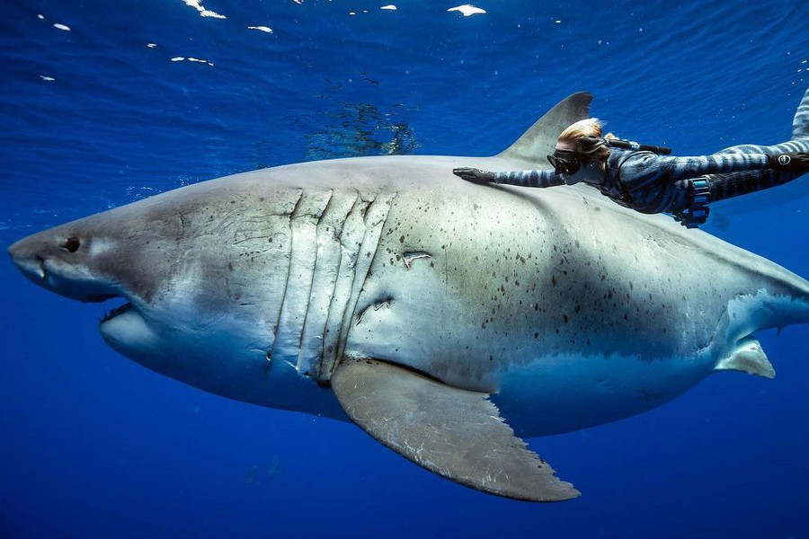 Deep Blue, cô cá mập có kích thước lớn nhất từng được phát hiện (Ảnh: Sufertoday) Deep Blue, cô cá mập có kích thước lớn nhất từng được phát hiện (Ảnh: Sufertoday)